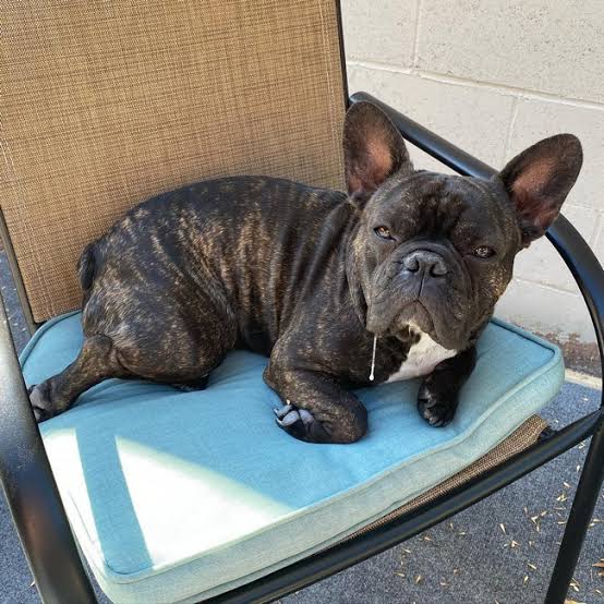 Французский бульдог: что нужно знать перед покупкой